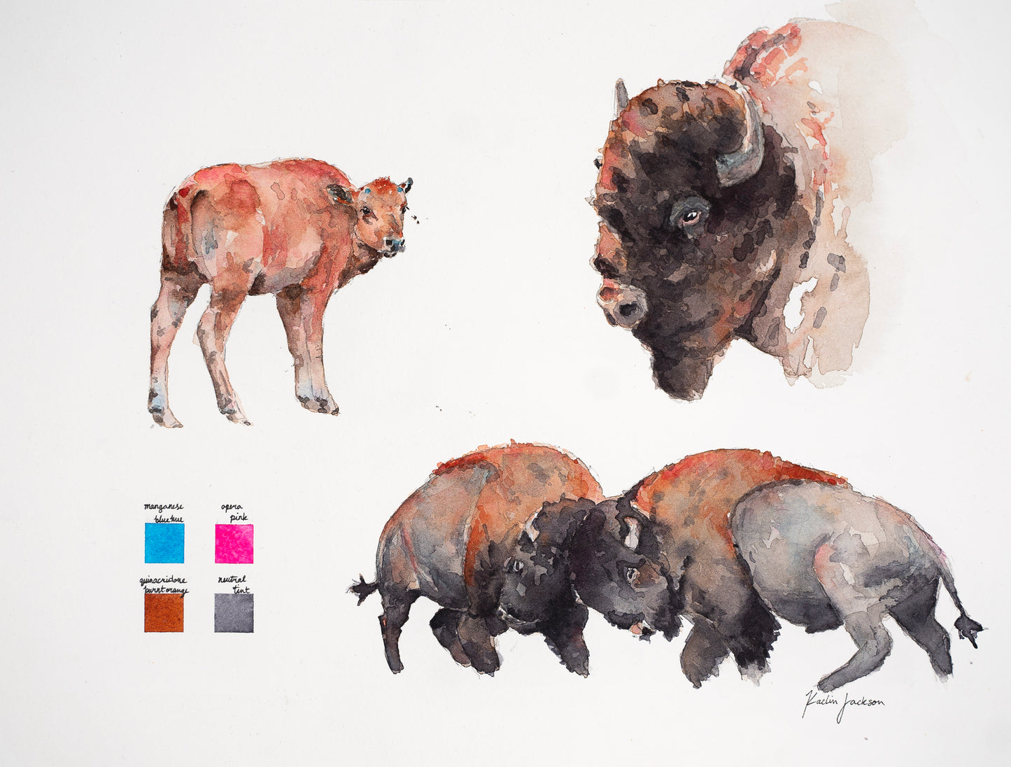 Bison Compilation 9x12”