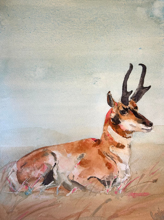 Pronghorn 11x14”