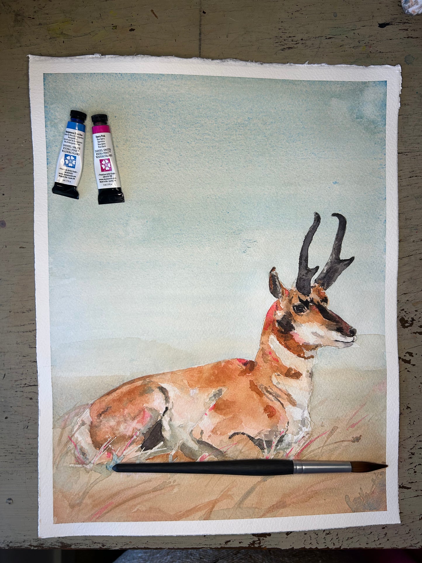 Pronghorn 11x14”